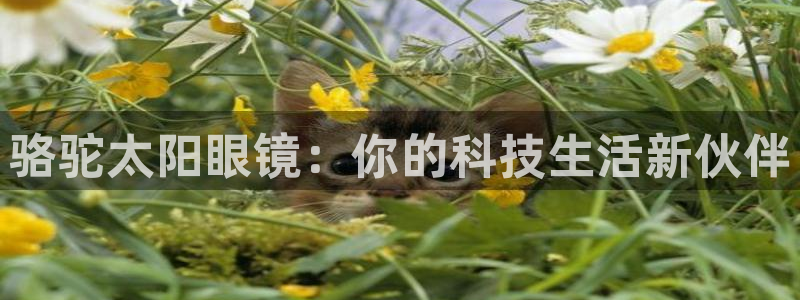 新宝5是什么样子的